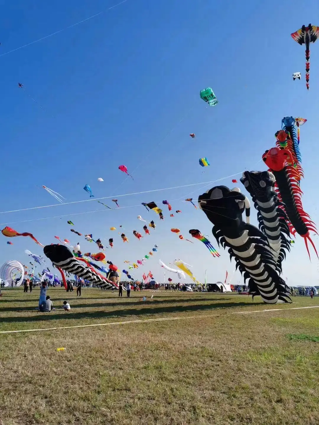 Professional Winds Kites - Colorful Octopus Kite Flying Toys for Children and Adults - Includes Kitesurf Toy and Kite Line
